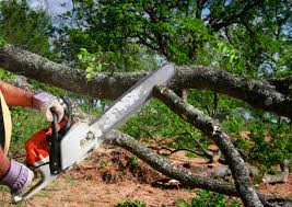 How Our Tree Care Process Works  in  Thomaston, GA