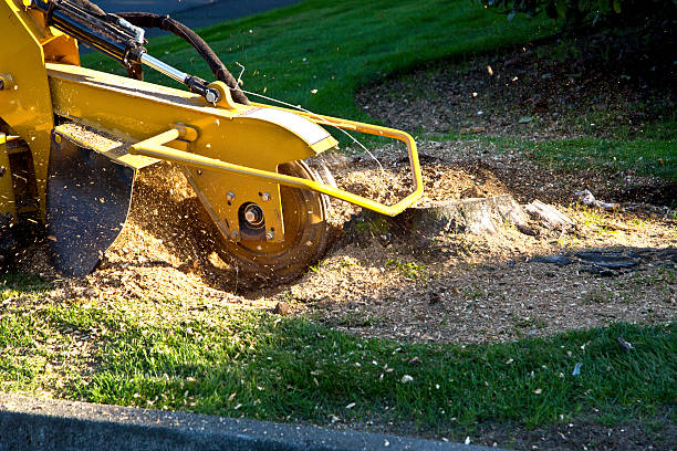 Best Lawn Renovation and Restoration  in Thomaston, GA